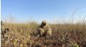 Маскировочный халат Taganrog Друид – купить по цене 3500 руб. в интернет-магазине в городе Пермь картинка 17